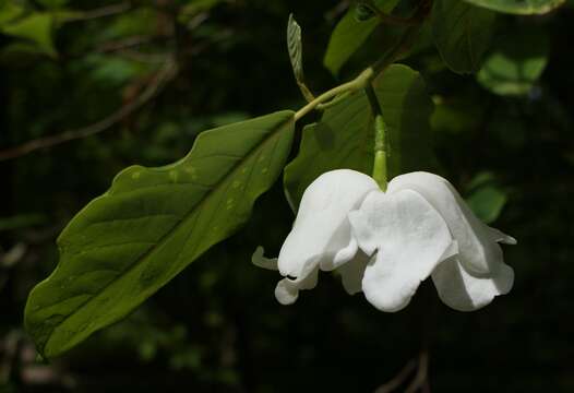 Image of Wilson's magnolia