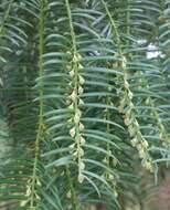 Image of Chinese Plum Yew