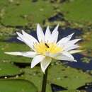 Image of tropical royalblue waterlily