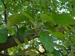 Image of Chinese crab apple