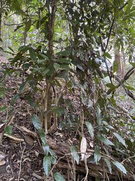 Image of Aristolochia praevenosa F. Müll.