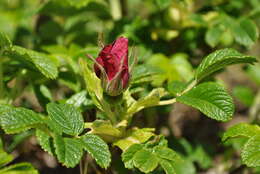 Image of japanese rose