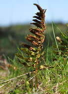 Image of common polypody