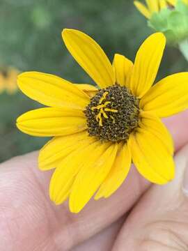 Image of rosinweed sunflower