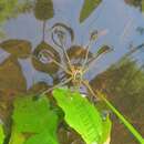 صورة Dolomedes triton (Walckenaer 1837)