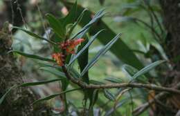 Image de Columnea querceti Oerst.