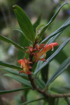 Image of Columnea querceti Oerst.