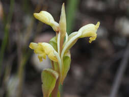 Image de Satyrium outeniquense Schltr.