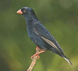 Image of Village Indigobird