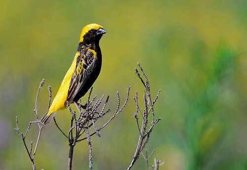 Image of Yellow-crowned Bishop