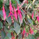 Слика од Fuchsia regia (Vand. ex Vell.) Munz