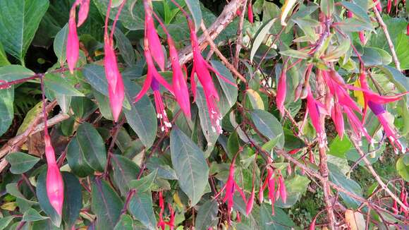 Image of Fuchsia regia (Vand. ex Vell.) Munz