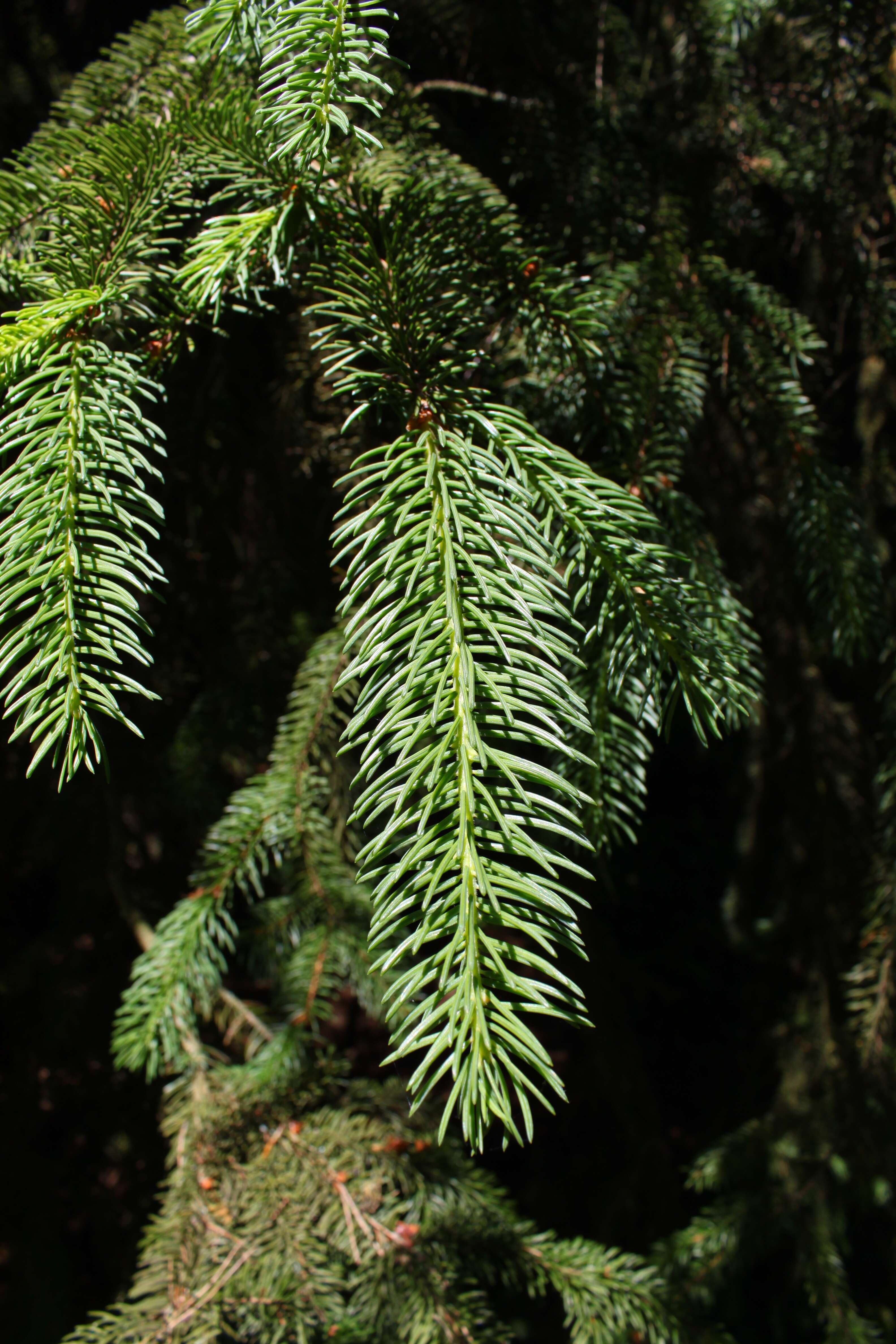 Image of Koyama's Spruce