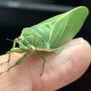 Image of Lesser Bladder Cicada