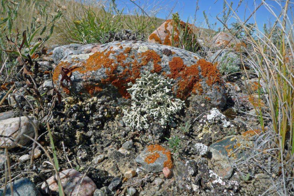 Image of xanthoparmelia lichen