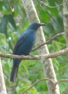 Image of fairy-bluebirds