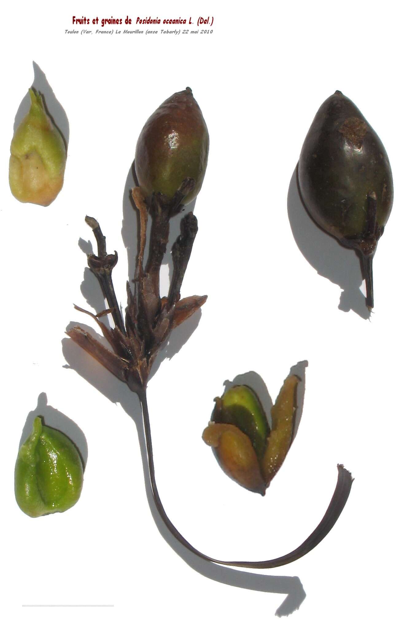 Image of Posidoniaceae