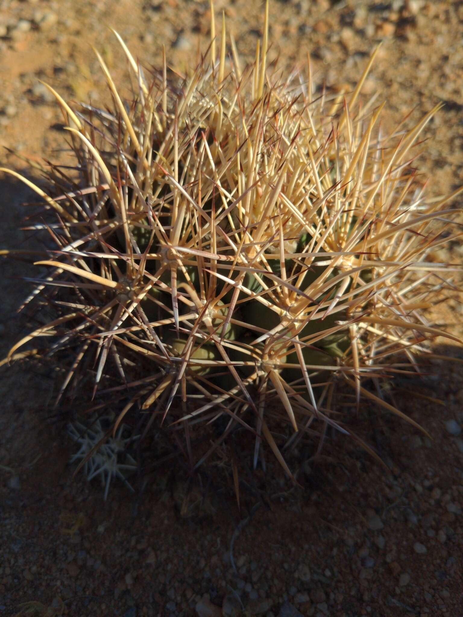 Image of Pima pineapple cactus