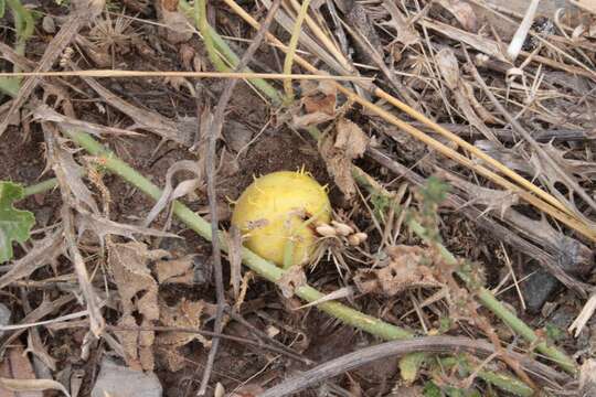 Image of gooseberry gourd