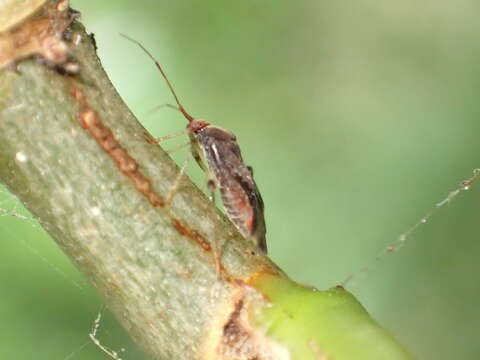 Image of Chinamiris indeclivis Eyles & Carvalho 1991