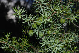 Image of Prickly Juniper