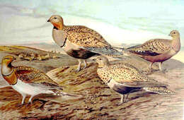 Image of sand-grouse