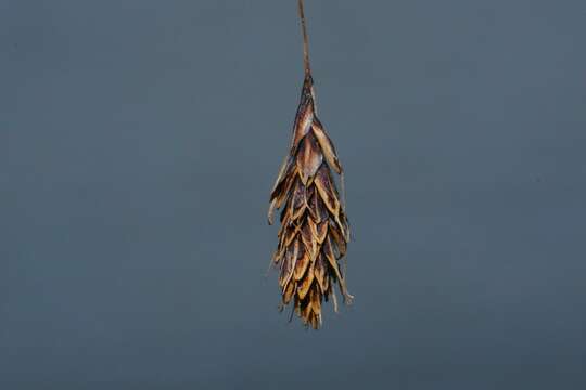 Image of Alaska Long-Awn Sedge