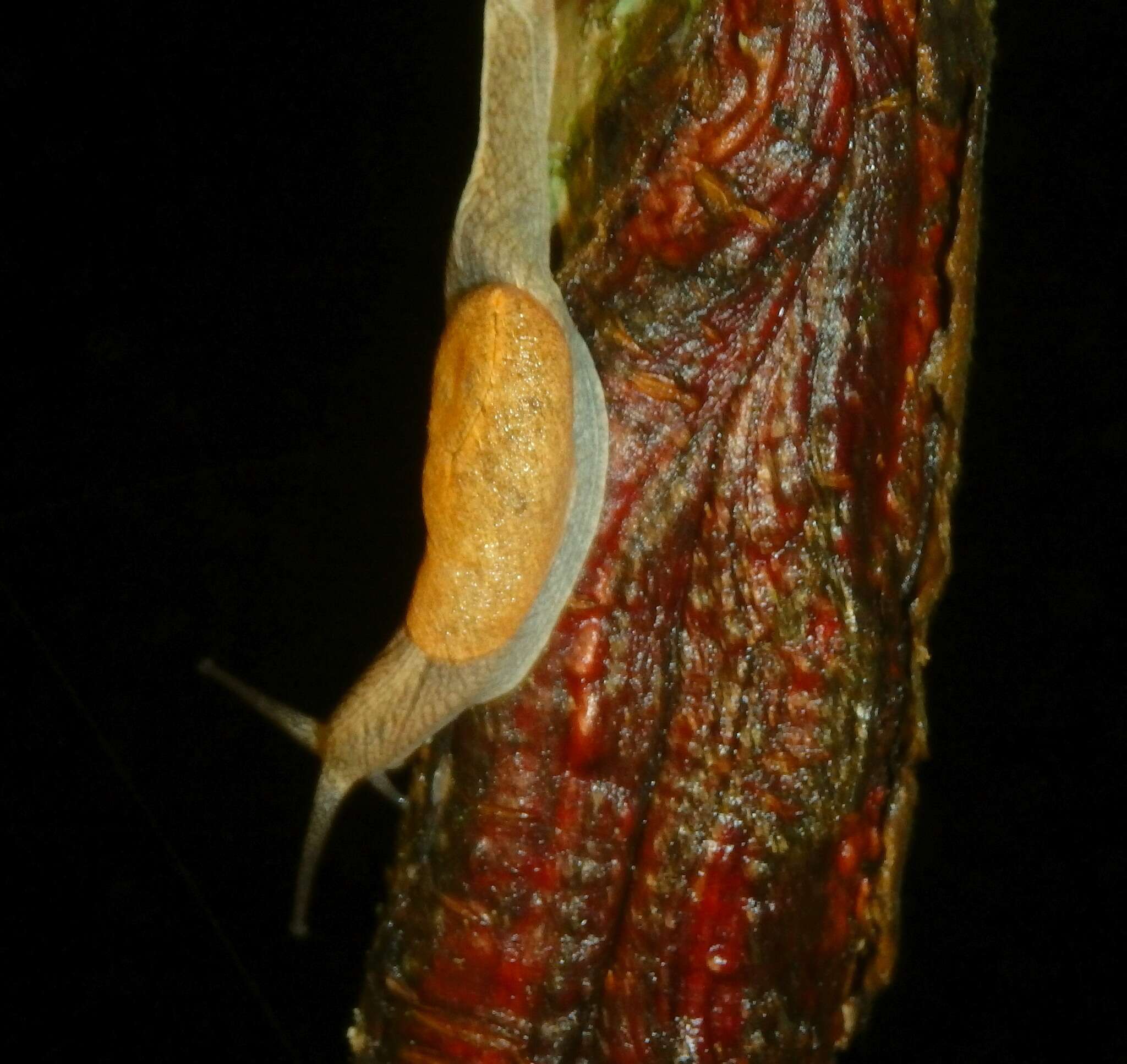 Image of Ratnadvipia karui Raheem & Naggs 2006