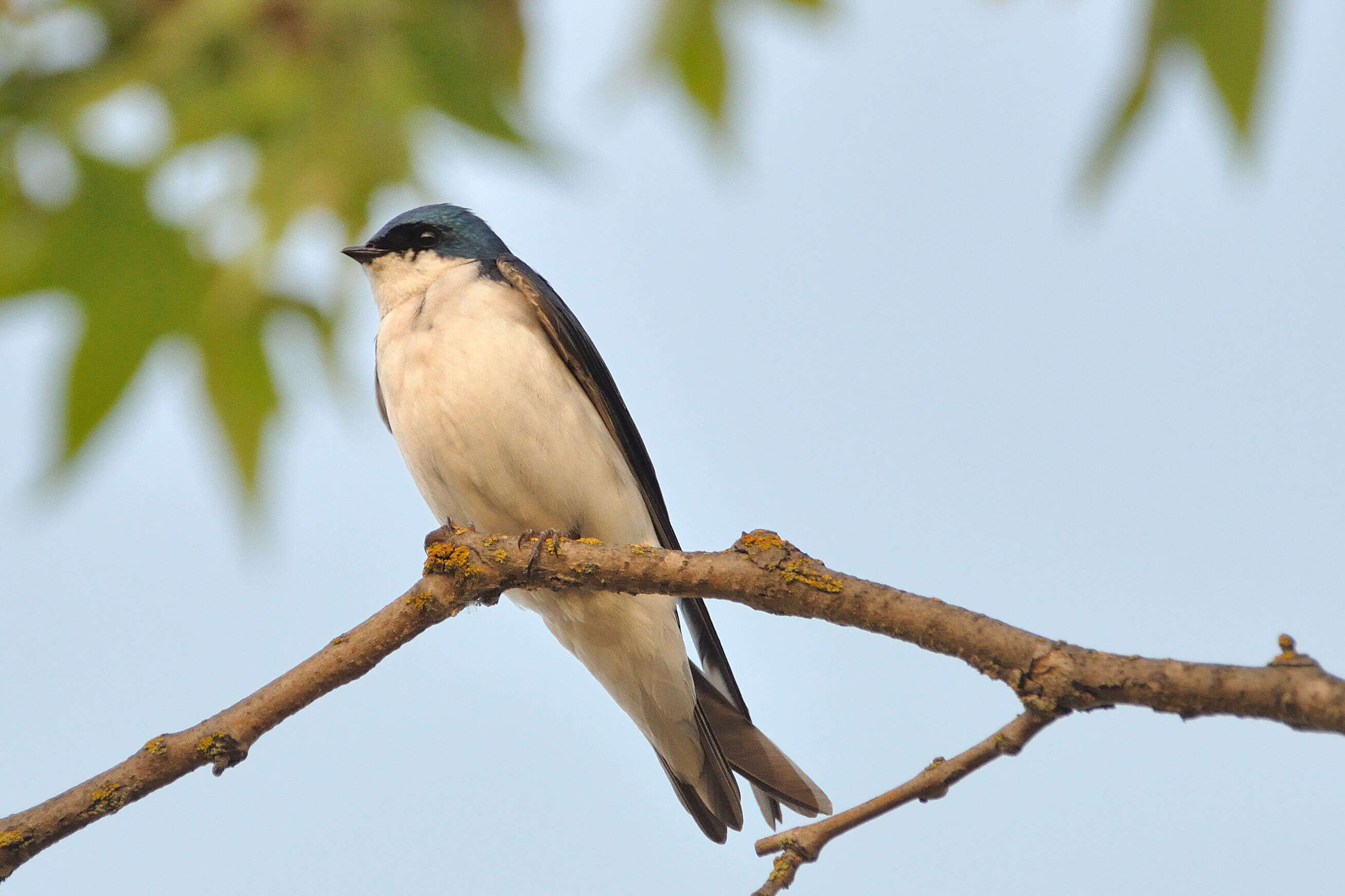 Image of Tachycineta Swallows