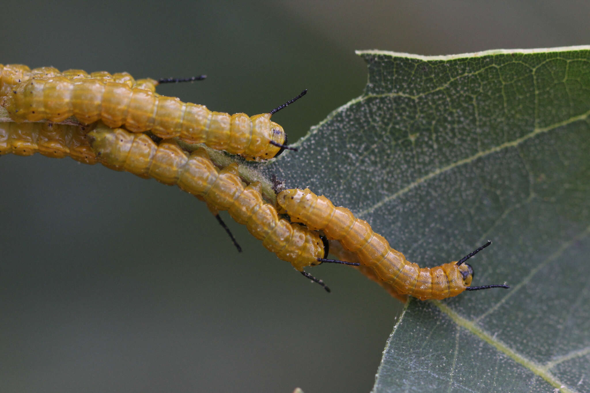 Anisota senatoria (Smith & J. E. 1797) resmi