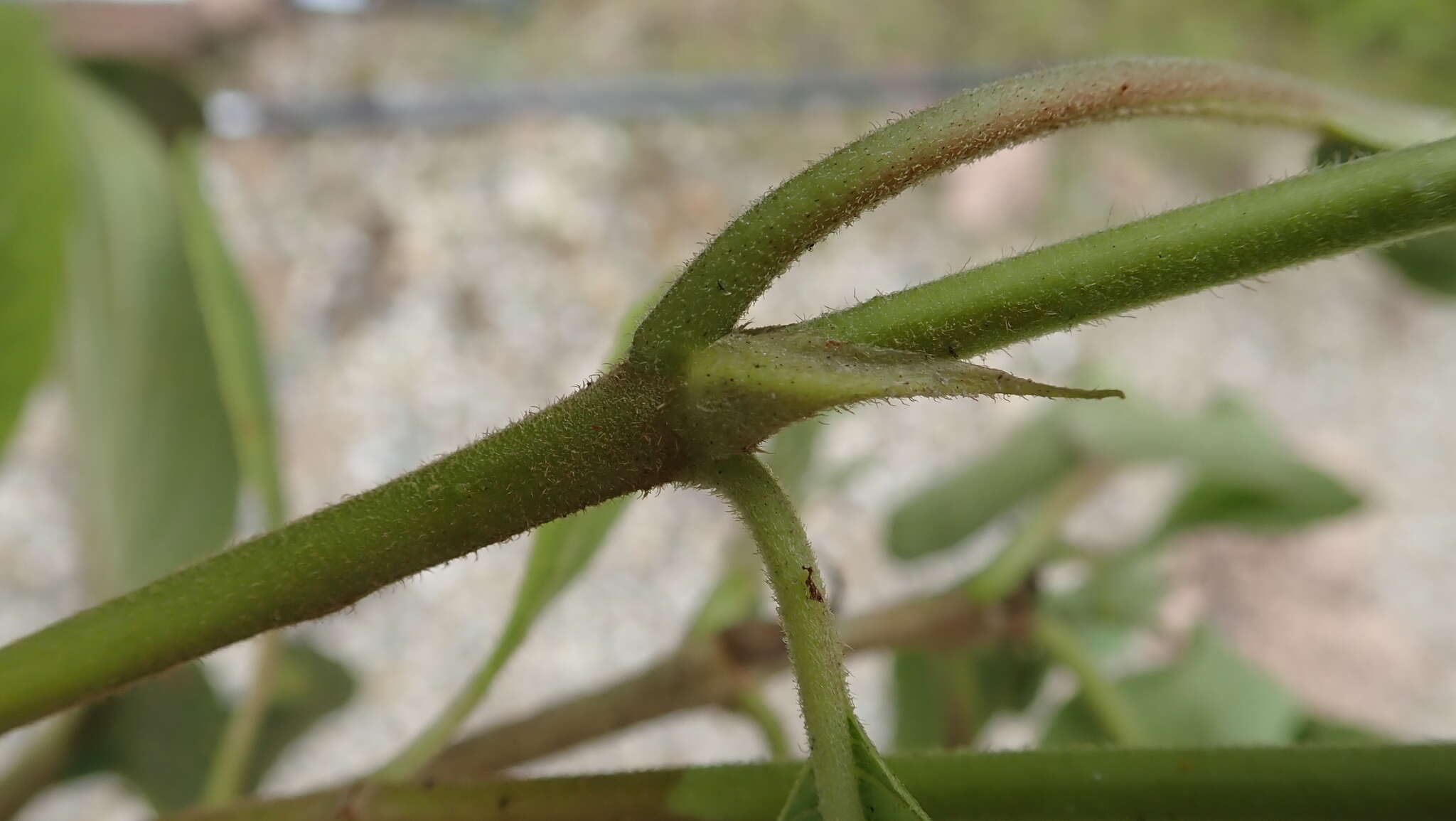 Plancia ëd Guettarda crispiflora Vahl