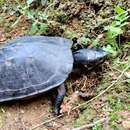 Image of Black Marsh Turtle