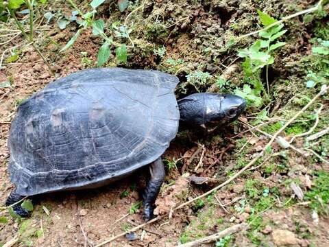 Image of black marsh turtle