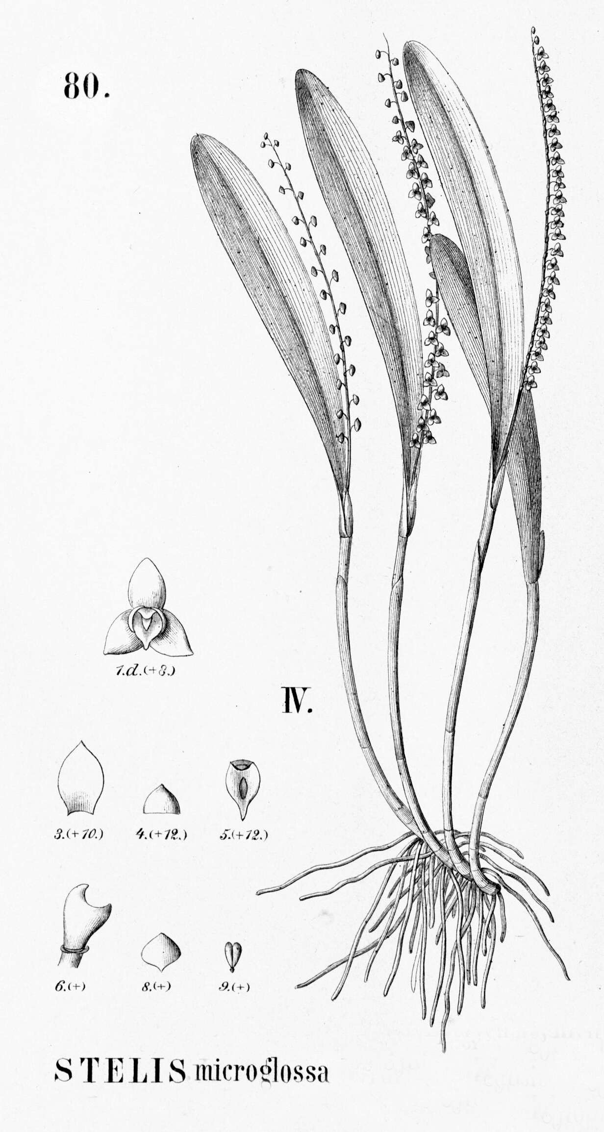 Image of Leach orchids