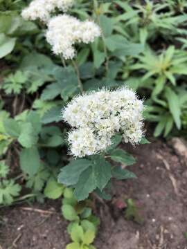 Sivun Spiraea betulifolia var. lucida (Dougl. ex Greene) C. L. Hitchc. kuva