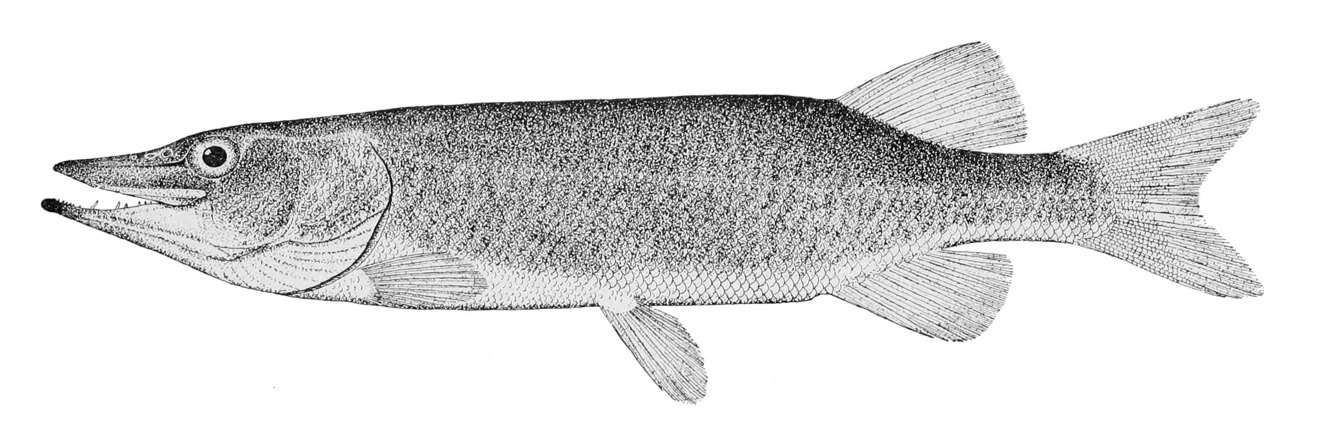 Image of Redfin Pickerel