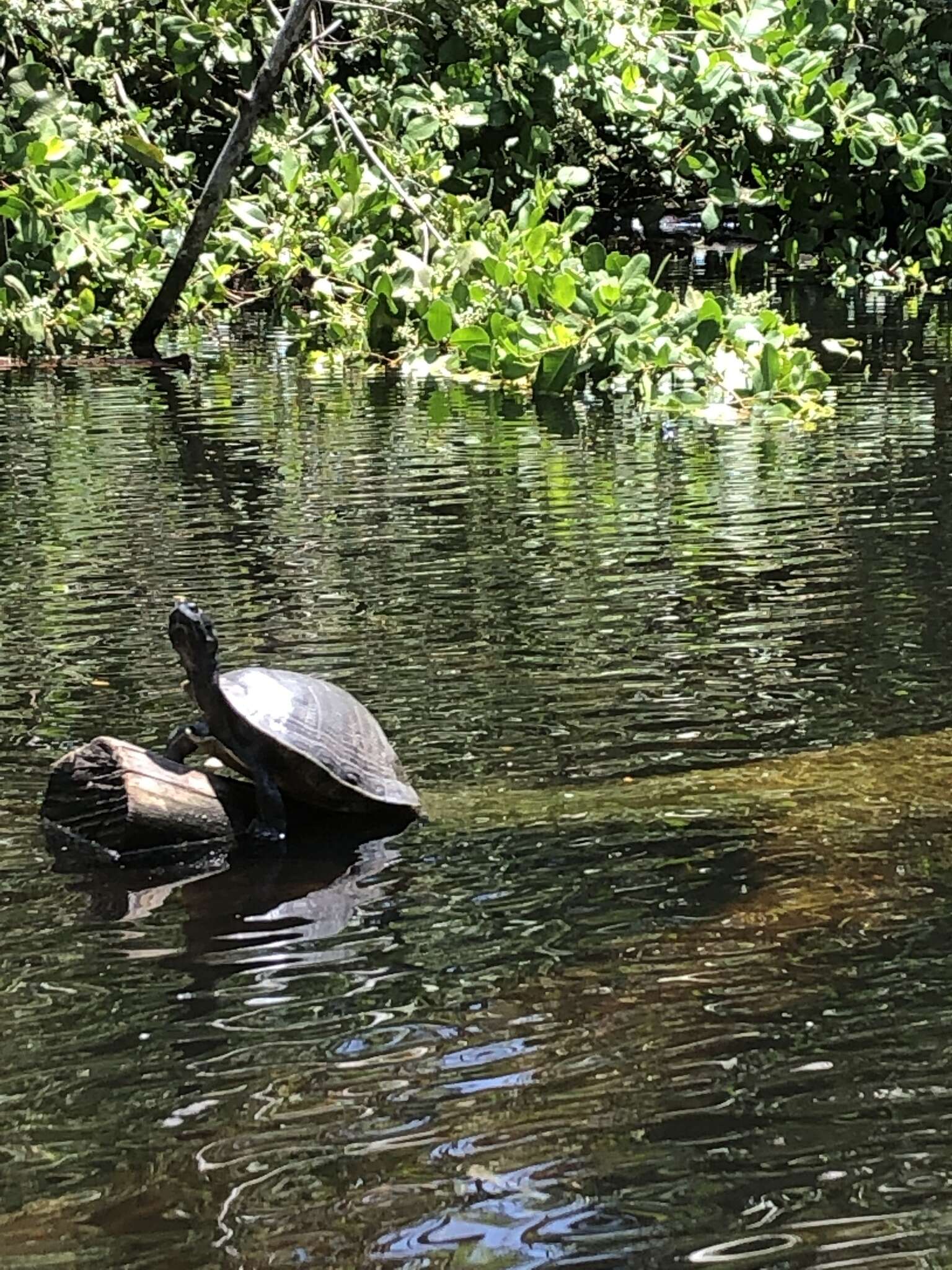 Image of Hispaniolan Slider Turtle