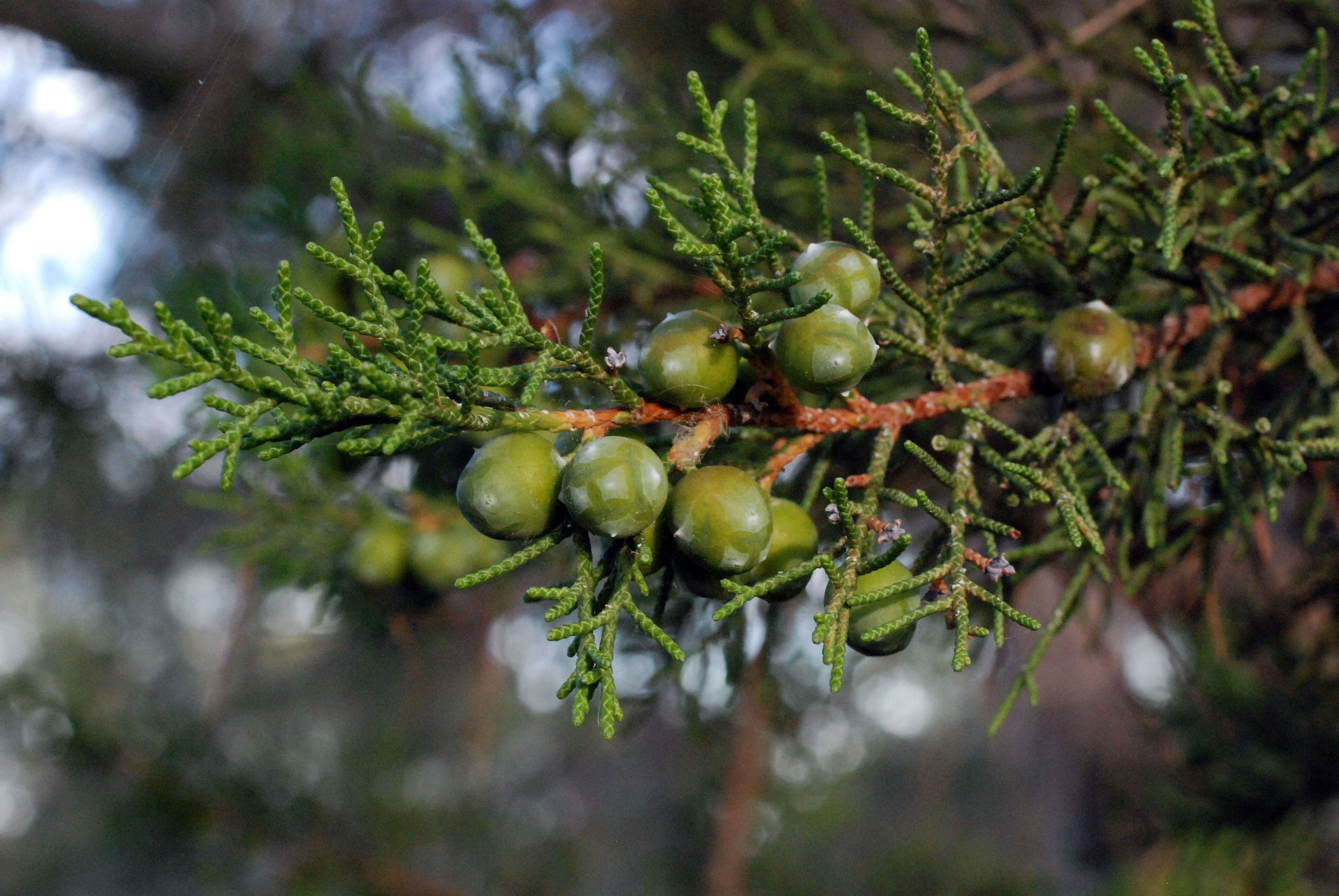 Image of Phoenician Juniper