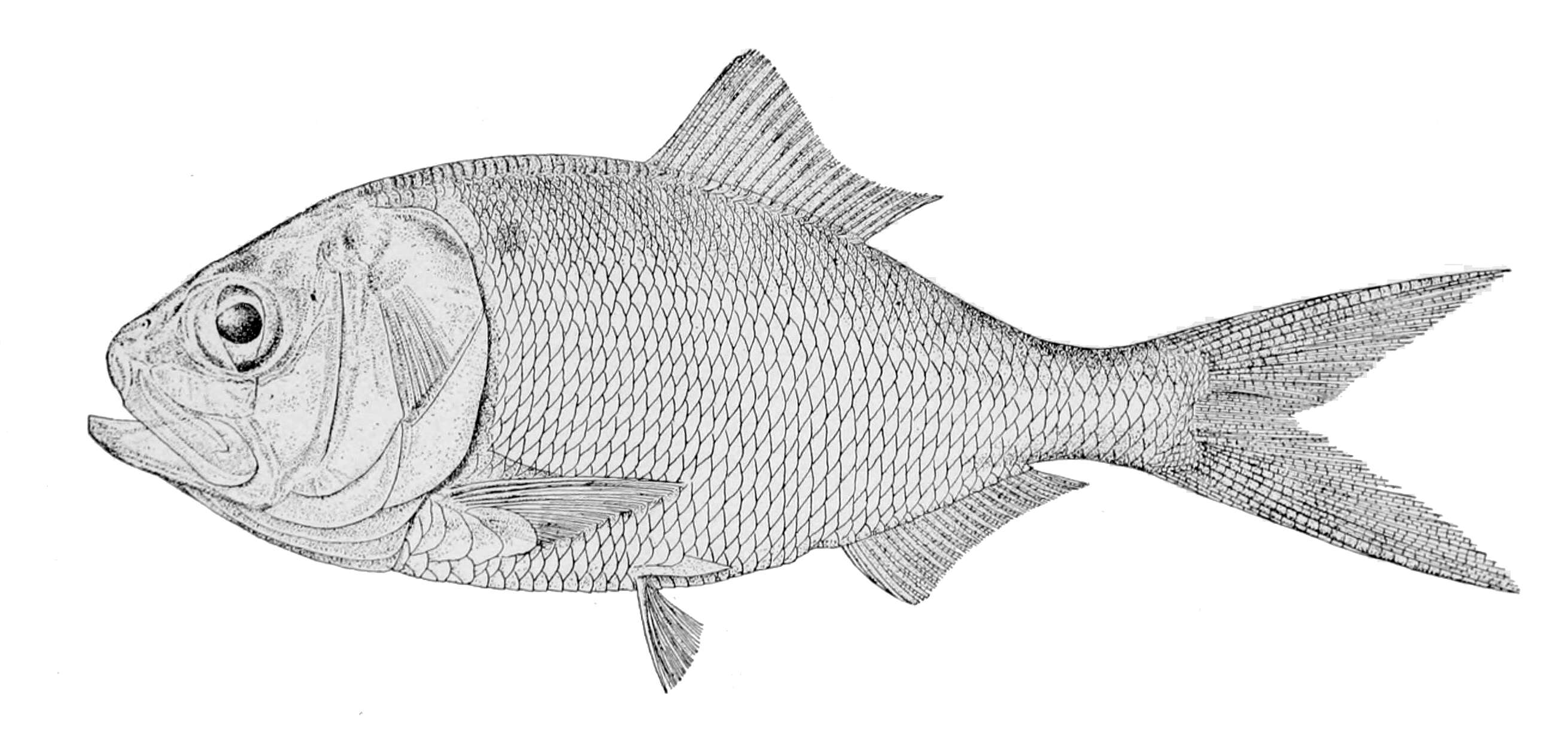 Image of Gulf Menhaden