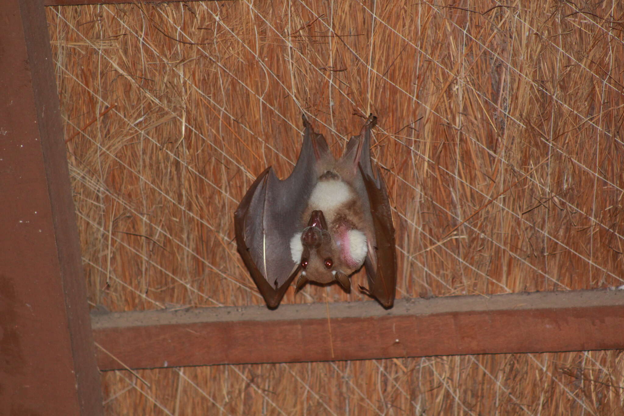 Image of Gambian Epauletted Fruit Bat