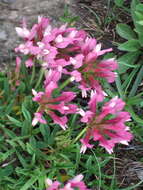 Image of alpine clover