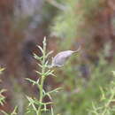 Image of Ulex boivinii Webb