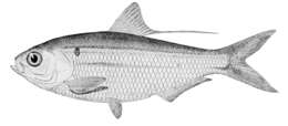 Image of Threadfin Shad