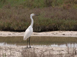 Image of Little Egret