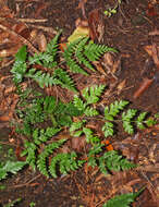 Image of Pteris macilenta A. Rich.