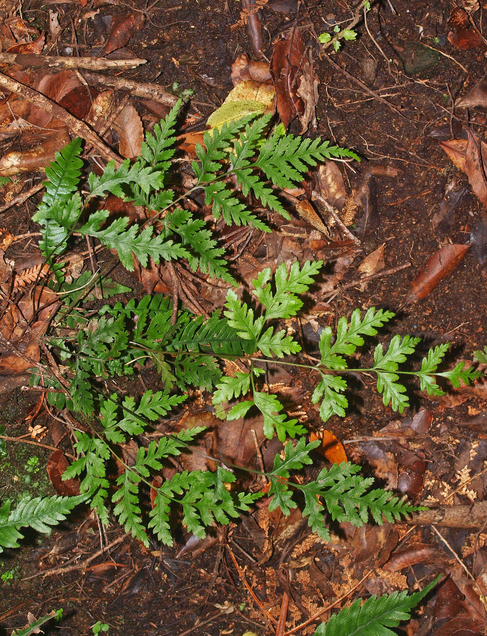 Image of Pteris macilenta A. Rich.