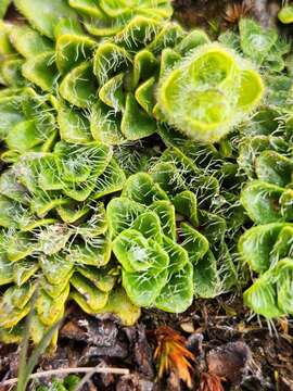 Image of Ourisia glandulosa Hook. fil.