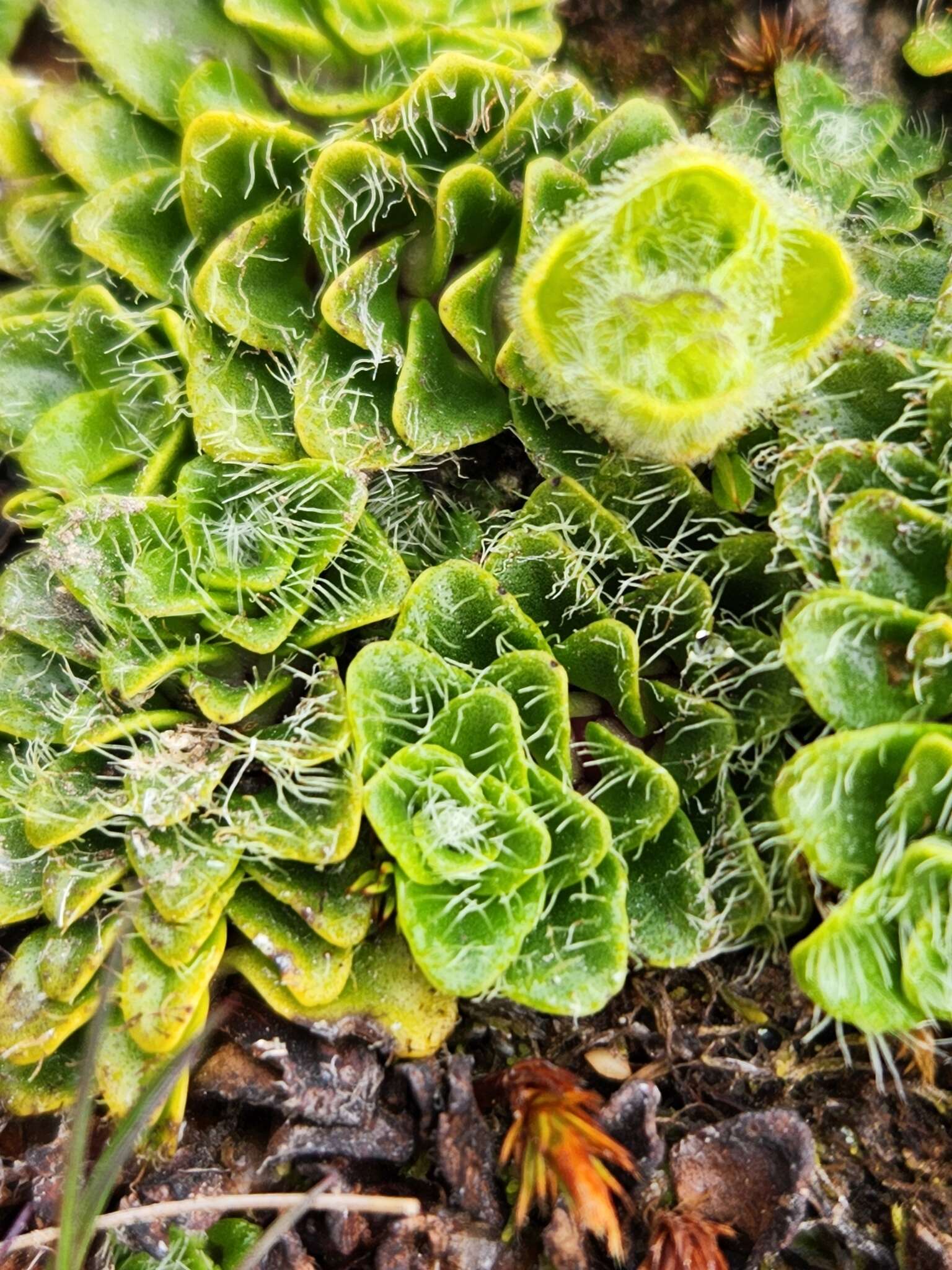 Image of Ourisia glandulosa Hook. fil.