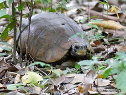 Image of Western hinge-back tortoise