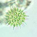 Imagem de Pseudopediastrum boryanum var. longicorne